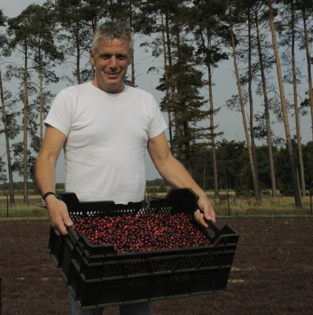 Cranberry-Ernte