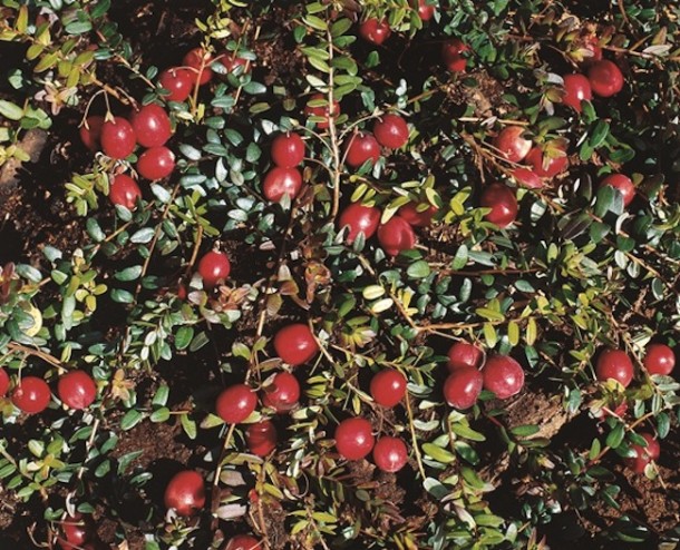 Reife Cranberries im Beet