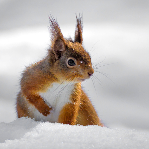 Eichkater Eichhörnchen im Schnee