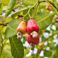 Der Cashewapfel