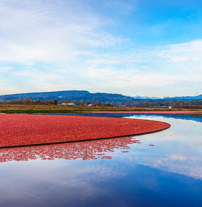 Cranberry Nassernte