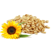 Sonnenblumenkerne Natur